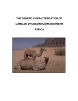 The genetic characterisation of Camelus dromedarius in Southern Africa
