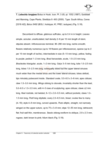 A taxonomic study of the type section of the genus Lebeckia Thunb.(Fabaceae, Crotalarieae)