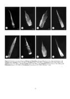 A revision of the genera Dicoma cass. and Macledium cass.(Asteraceae, mutislae).
