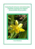 Evaluating the anticancer and antimicrobial properties of extracts from Hypoxis hemerocallidea (African potato)