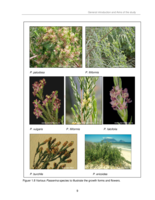 Phylogenetic relationships and speciation in the genus Passerina L.(Thymelaeaceae)inferred from chloroplast and nuclear sequence data.