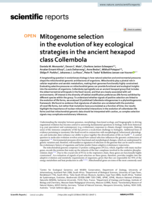 Mitogenome selection in the evolution of key ecological strategies in the ancient hexapod class Collembola