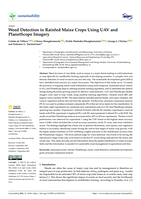 Weed detection in rainfed maize crops using UAV and planetscope imagery