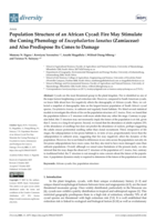 Population structure of an African Cycad: Fire may stimulate the coning phenology of encephalartos lanatus (Zamiaceae) and also predispose its cones to damage
