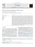 Molecular mechanism of angiogenesis in colorectal cancer