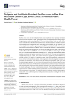 Toxigenic and antibiotic-resistant bacillus cereus in raw cow milk from Eastern Cape, South Africa : A potential public health threat