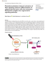 Photobiomodulation-induced activation of Wnt signaling enhances differentiation of adipose-derived stem cells into tenocytes : Mechanistic insights into regenerative signaling pathways