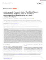 Anthropogenic pressures, rather than plant vigour, promote insect herbivory rates on securidaca longepedunculata along elevation in a South African woodland