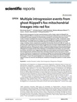 Multiple introgression events from ghost Rüppell's fox mitochondrial lineages into red fox