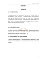 The effect of electro-activated sodium bicarbonate solutions on chrysanthemums.